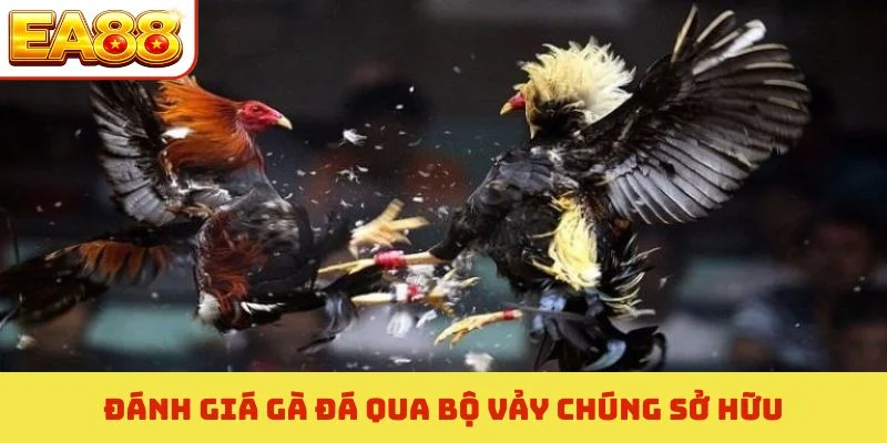 Thủ Thuật Đá Gà Thomo - Kinh Nghiệm Nhận Định Thắng 95% 2 Đánh giá gà đá qua bộ vảy chúng sở hữu