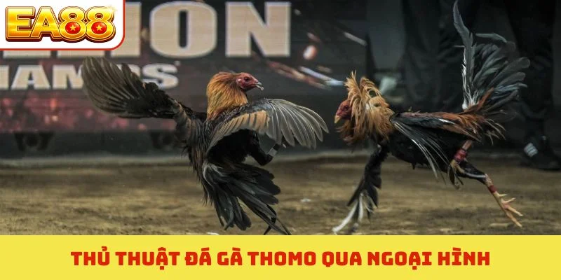 Thủ Thuật Đá Gà Thomo - Kinh Nghiệm Nhận Định Thắng 95% 1 Thủ thuật đá gà Thomo qua ngoại hình