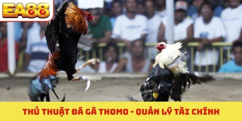 Thủ Thuật Đá Gà Thomo - Kinh Nghiệm Nhận Định Thắng 95% 4 Thủ thuật đá gà Thomo - Quản lý tài chính