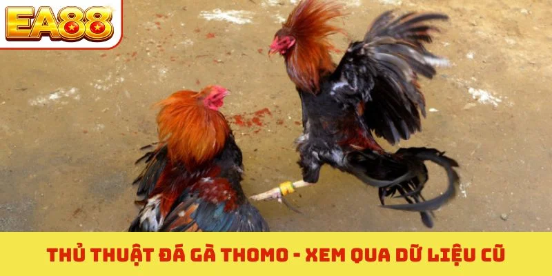 Thủ Thuật Đá Gà Thomo - Kinh Nghiệm Nhận Định Thắng 95% 3 Thủ thuật đá gà Thomo - Xem qua dữ liệu cũ
