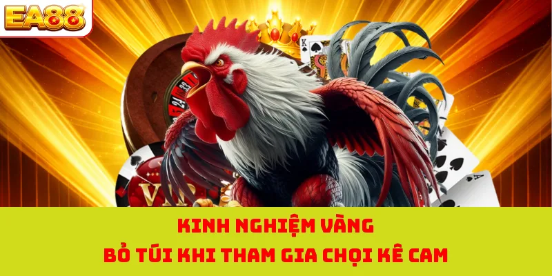 Đá Gà Cam - Bùng Nổ Cùng Đa Dạng Hình Thức Chọi Kê Hot 2026 4 Kinh nghiệm vàng bỏ túi khi tham gia chọi kê cam