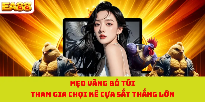 Đá Gà Cựa Sắt - Khám Phá Chi Tiết Luật Chơi Đơn Giản 3 Mẹo vàng bỏ túi tham gia chọi kê cựa sắt thắng lớn