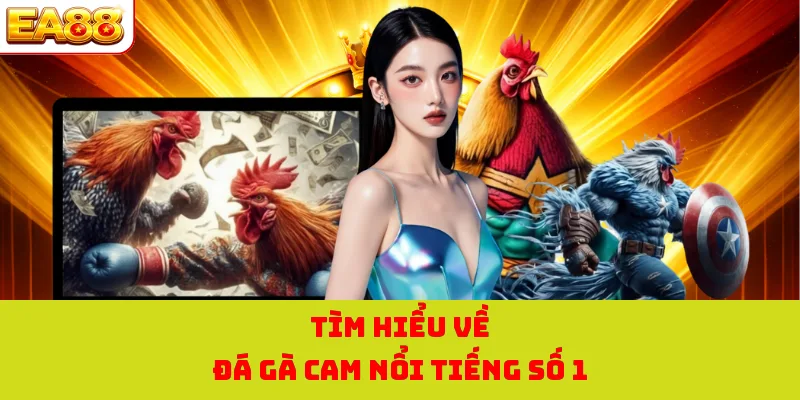 Đá Gà Cam - Bùng Nổ Cùng Đa Dạng Hình Thức Chọi Kê Hot 2026 1 Tìm hiểu về đá gà cam nổi tiếng số 1